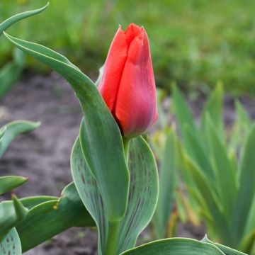 Tulipe Princesse Charmante