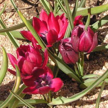 Tulipa humilis Lilliput