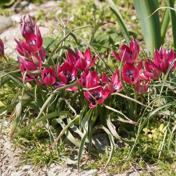 Tulipa humilis 'Norah'