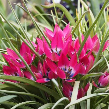 Tulipa humilis 