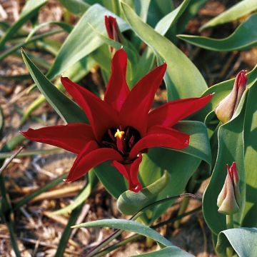 Tulipa ingens - Botanical Tulip