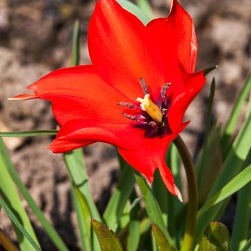 Tulipa linifolia - Botanical Tulip