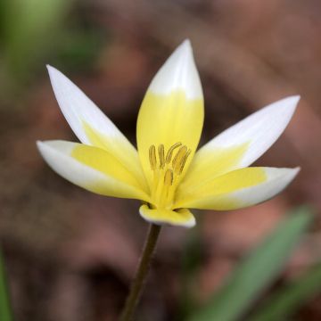 Tulipa tarda - Botanical Tulip