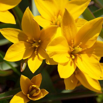 Tulipe botanique urumiensis