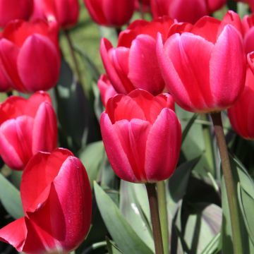 Tulipa 'Cherry Delight'