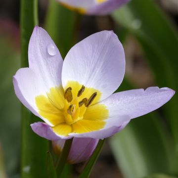 Tulipa saxatilis - Botanical Tulip