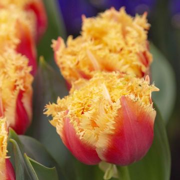 Tulipa crispa 'Brisbane'