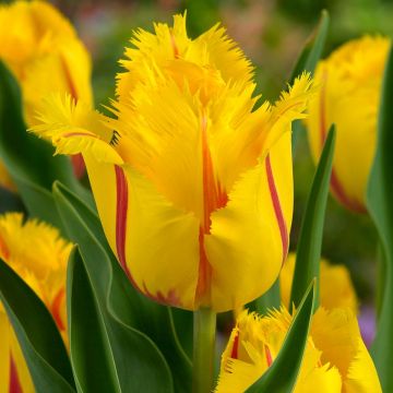 Tulipa crispa 'Flamenco'