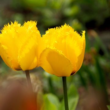 Tulipa Maja