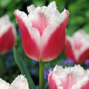 Tulipa crispa 'Siesta'