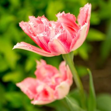 Tulipa crispa 'Crispion Sweet'
