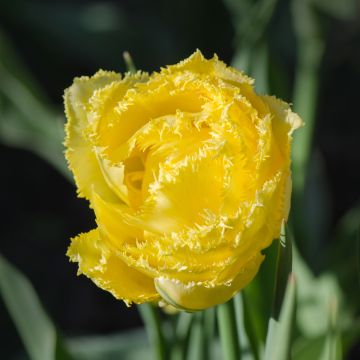 Tulipa Exotic Sun - Fringed Tulip
