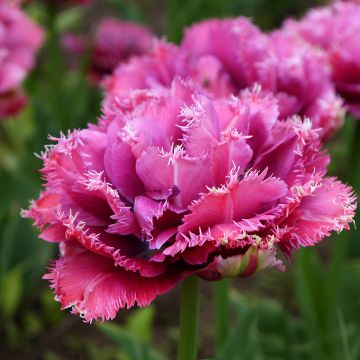 Tulipa Mascotte - Fringed Tulip