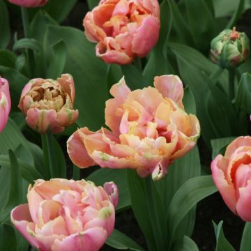 Tulipa Pink Star - Double Late Tulip