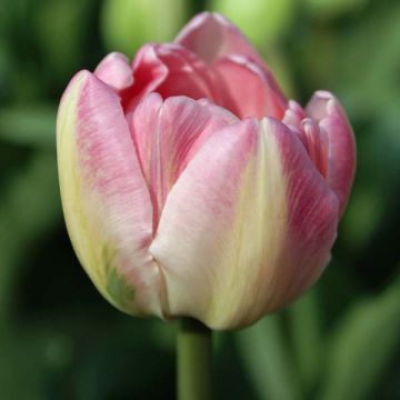 Tulipa Up Star