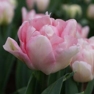 Tulipa Foxtrot- Double Early Tulip