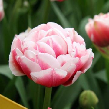 Tulipa Gerbrandt Kieft