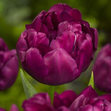 Tulipa Alison Bradley- Double Early Tulip