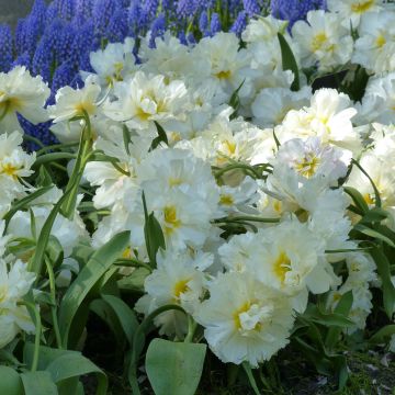 Tulipa Cardinal Mindszenty