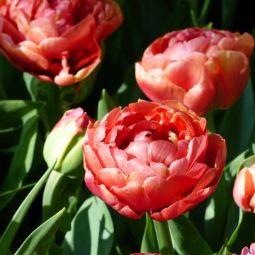 Tulipa Copper Image- Double Early Tulip