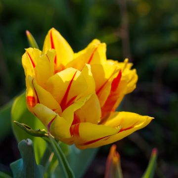 Tulipa Monsella- Double Early Tulip