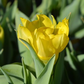 Tulipa Yellow Baby- Double Early Tulip