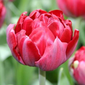 Tulipa Uncle Tom - Double Late Tulip