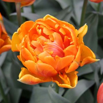 Tulipa Orange Princess - Double Late Tulip