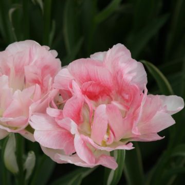 Tulipa 'Annelinde'