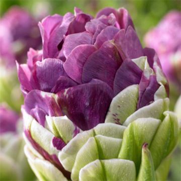 Tulipa Exquisit - Double Late Tulip