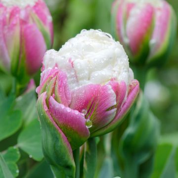 Tulipa Ice Cream - Double Late Tulip