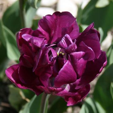 Tulipa Negrita Double - Double Late Tulip