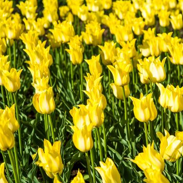 Tulipa Ballade Gold - Lily flowering Tulip