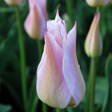 Tulipa 'Ballade Lady'