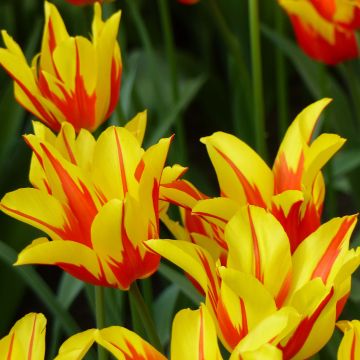 Tulipa Fire Wings - Lily flowering Tulip