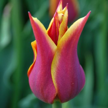Tulipa Sonnet - Lily flowering Tulip