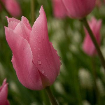 Tulipa China Pink