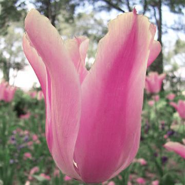 Tulipa Albert Heijn