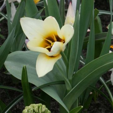 Tulipa fosteriana Concerto