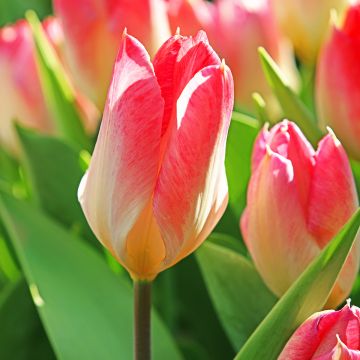 Tulipa Flaming Purissima