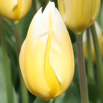 Tulipa fosteriana 'Sweetheart'