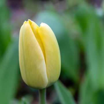 Tulipa fosteriana Yellow Purissima