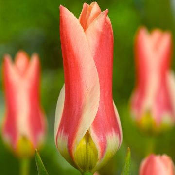 Tulipa fosteriana Zombie