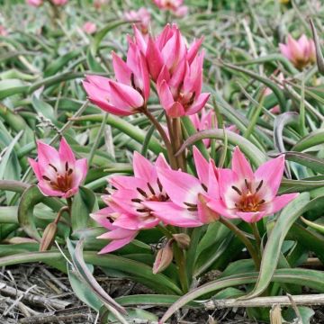 Tulipa fosteriana 'Garden of Clusius'