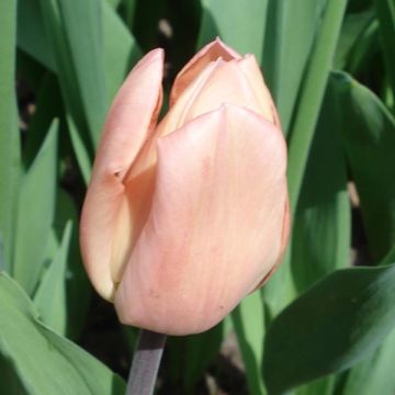 Tulipa greigii Für Elise