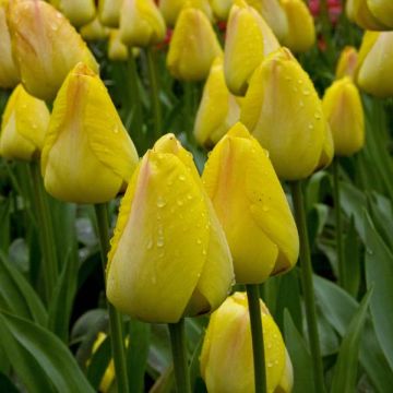 Tulipa Lemon Giant