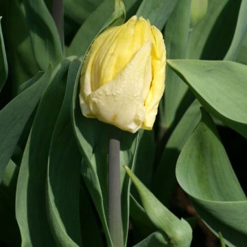 Tulipa Sunny Prince - Early simple Tulip