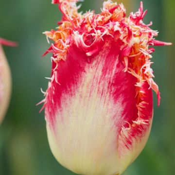 Tulipa crispa Joint Division