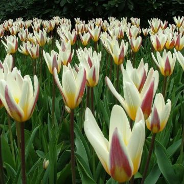 Tulipa kaufmanniana 'Ice Stick'