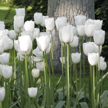 Tulipa Maureen - Early simple Tulip